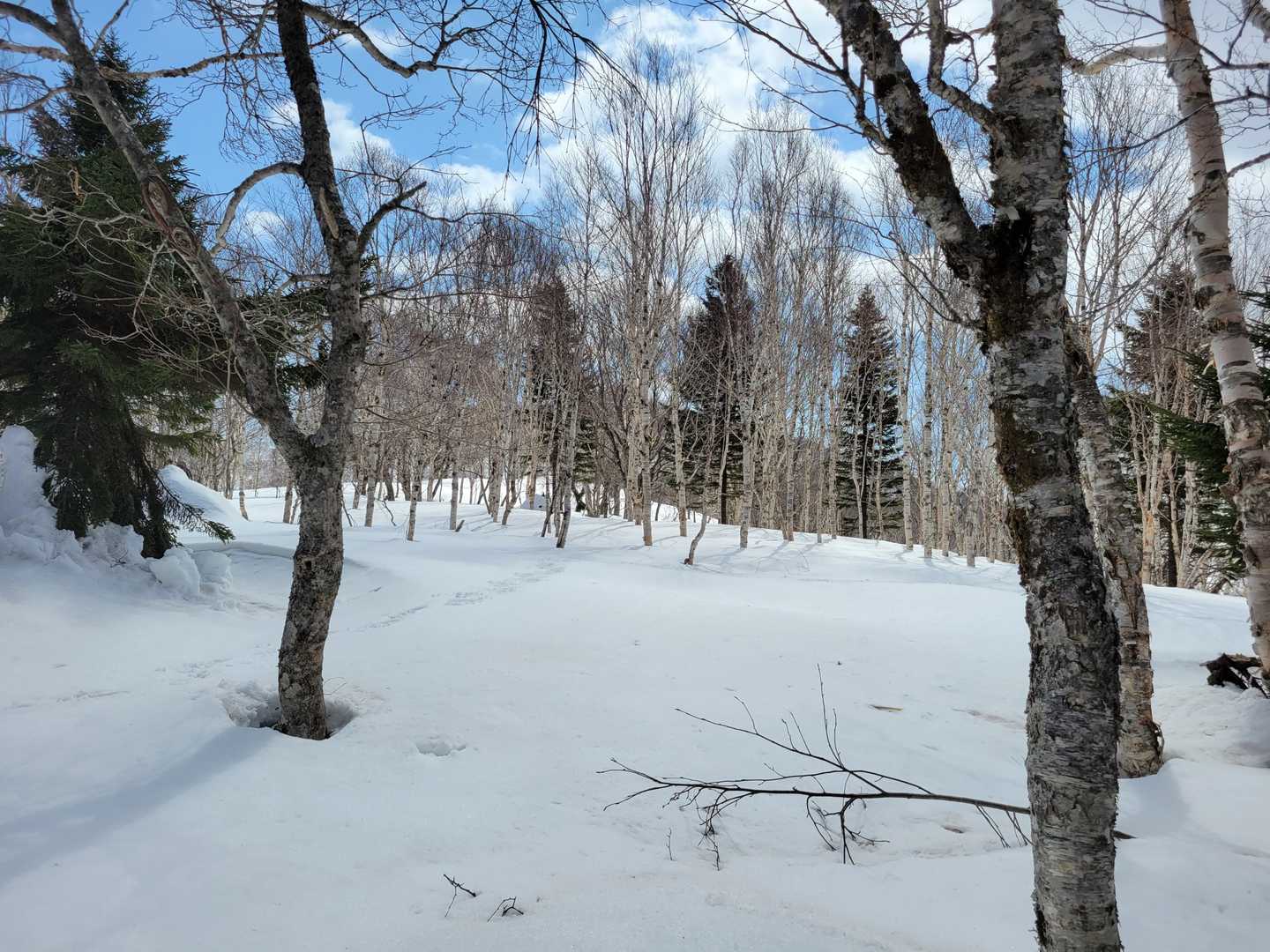 単調な森林ハイクが続きます🌲