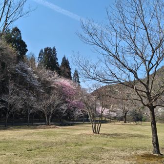 桜がキレイ〜

無風で暑くなる…予感…