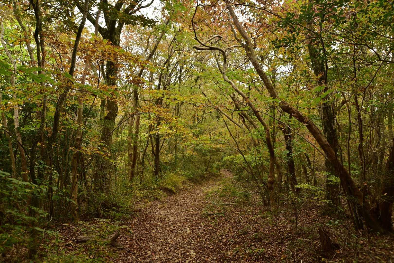 九千部山 往復コースの写真