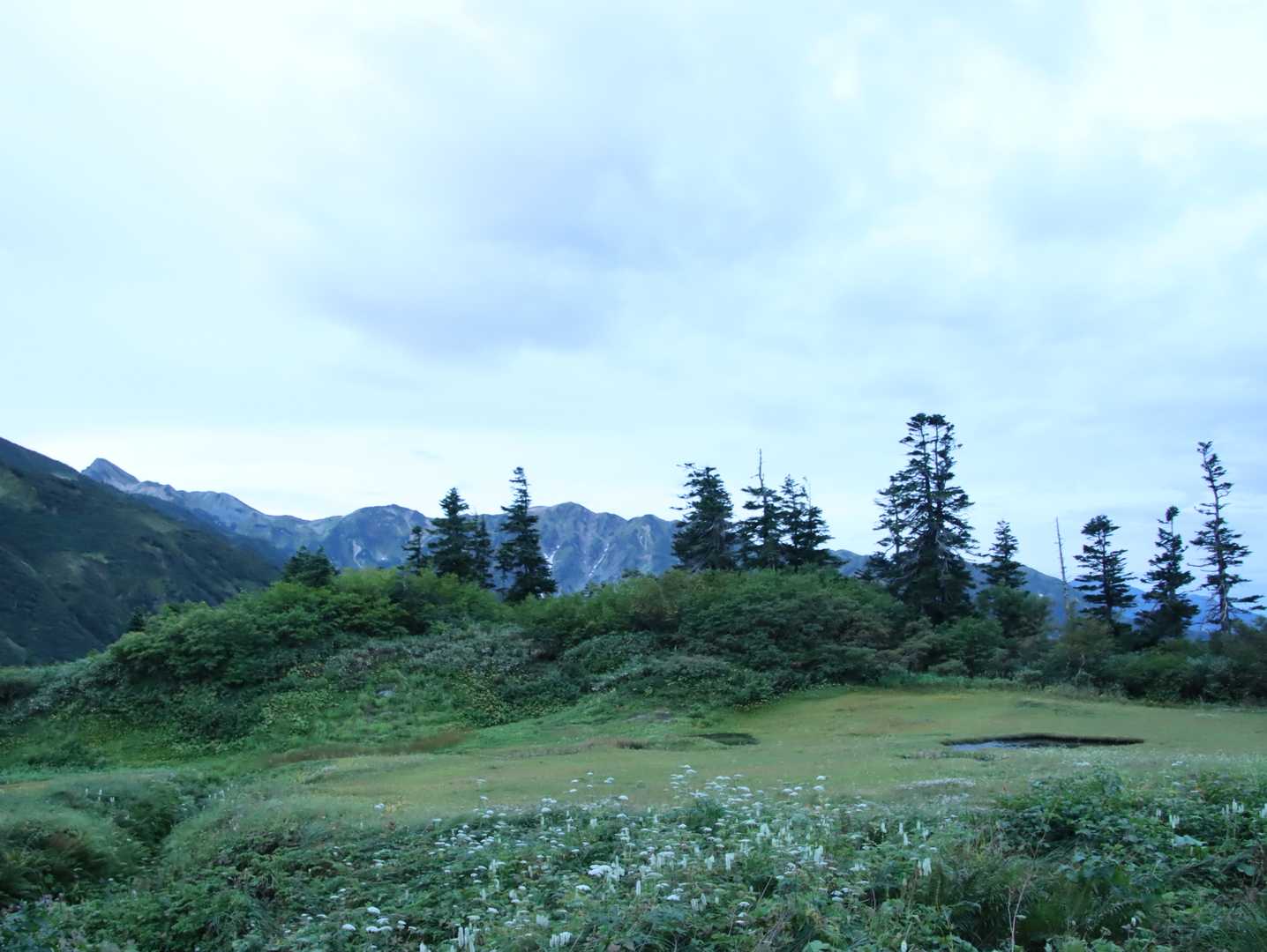 朝日岳周回 | 蓮華温泉を起点に、花の海と白馬の展望を巡る北アルプス最北の旅の写真