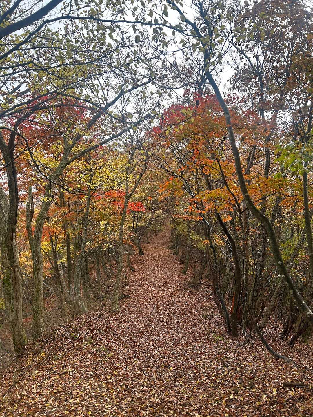 日坂越-鍋倉山 往復コースの写真