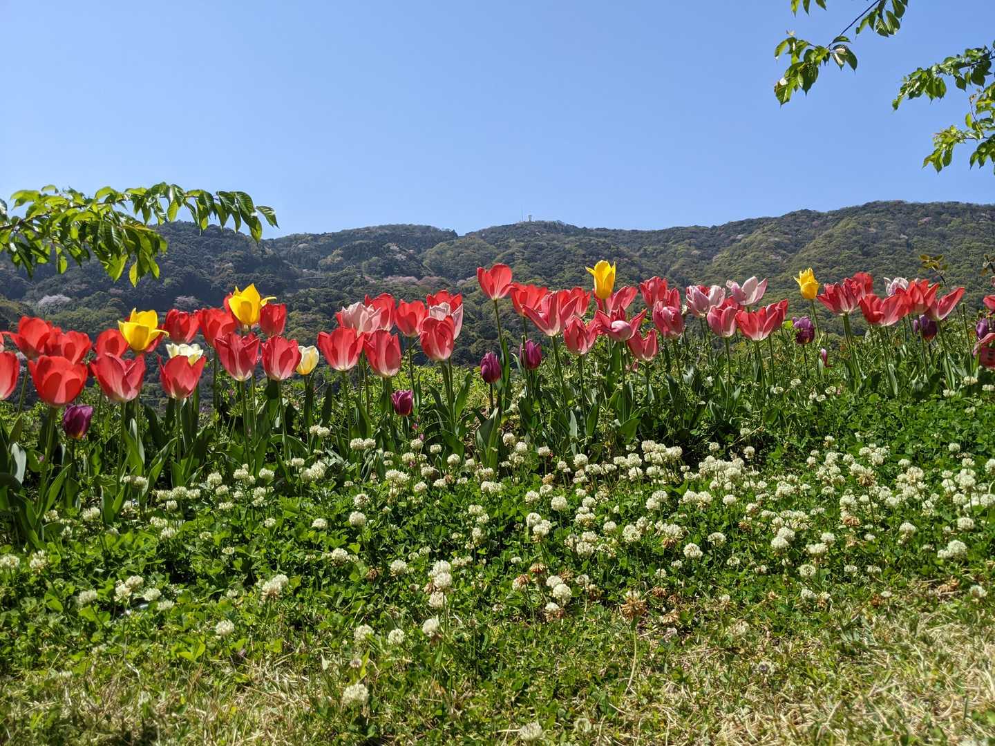 🌷🌷🌷と上盛山⛰