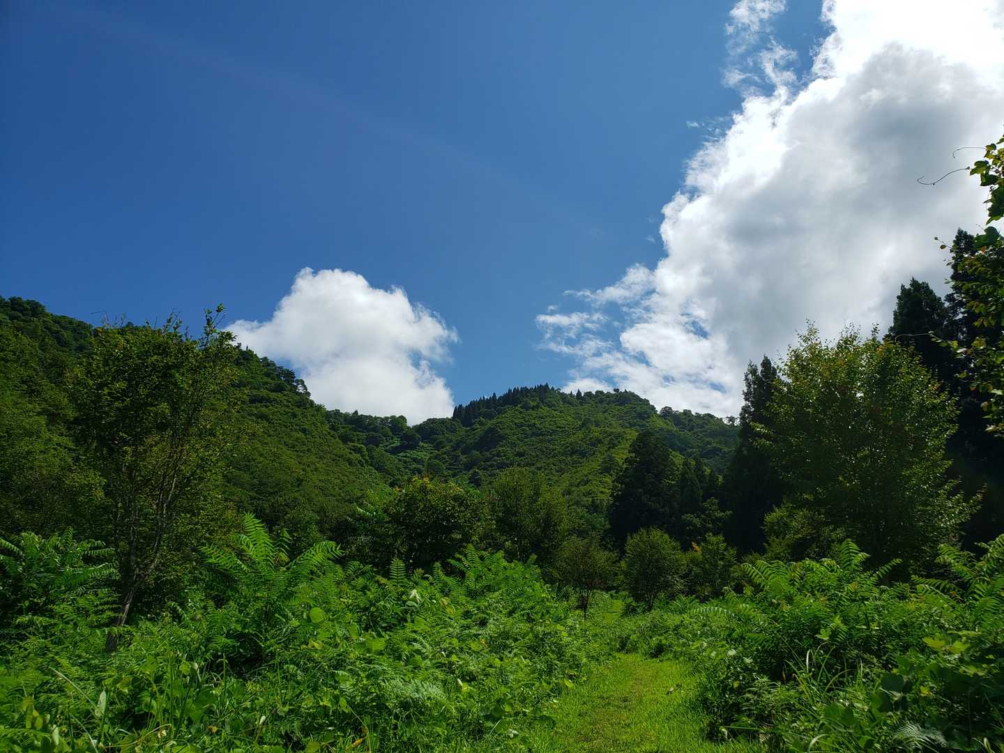 城坂コースをショートカットで登り見上げる山頂