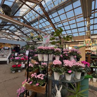 銀閣寺をあとにし
帰りの駅まで歩いてたら
途中にガーデンてお店があり寄ってみた🌸
欲しいのあったけど〜
今日は徒歩なので諦めました…
