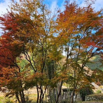 駐車場のすぐ横に🍁