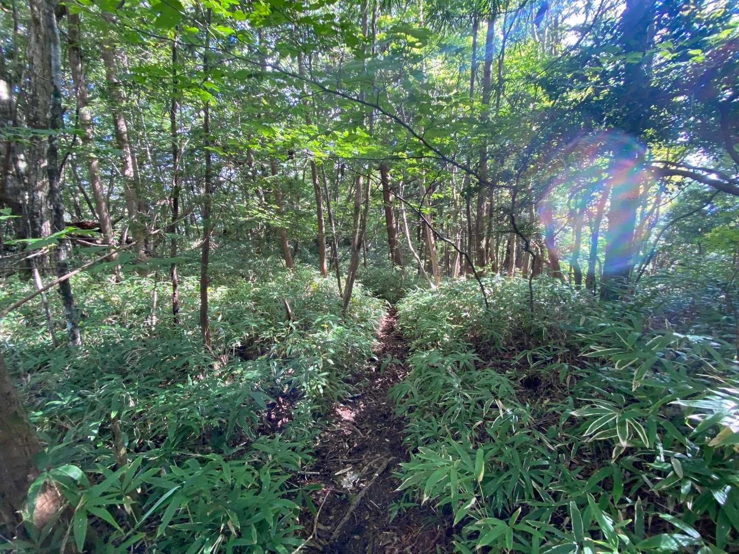 クマザサに包まれた、気持ちの良い樹林帯