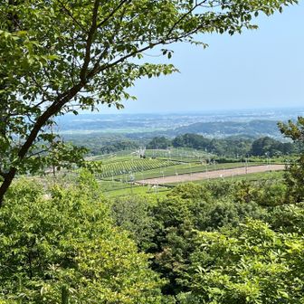 茶畑がみえると戻ってきたーと一安心