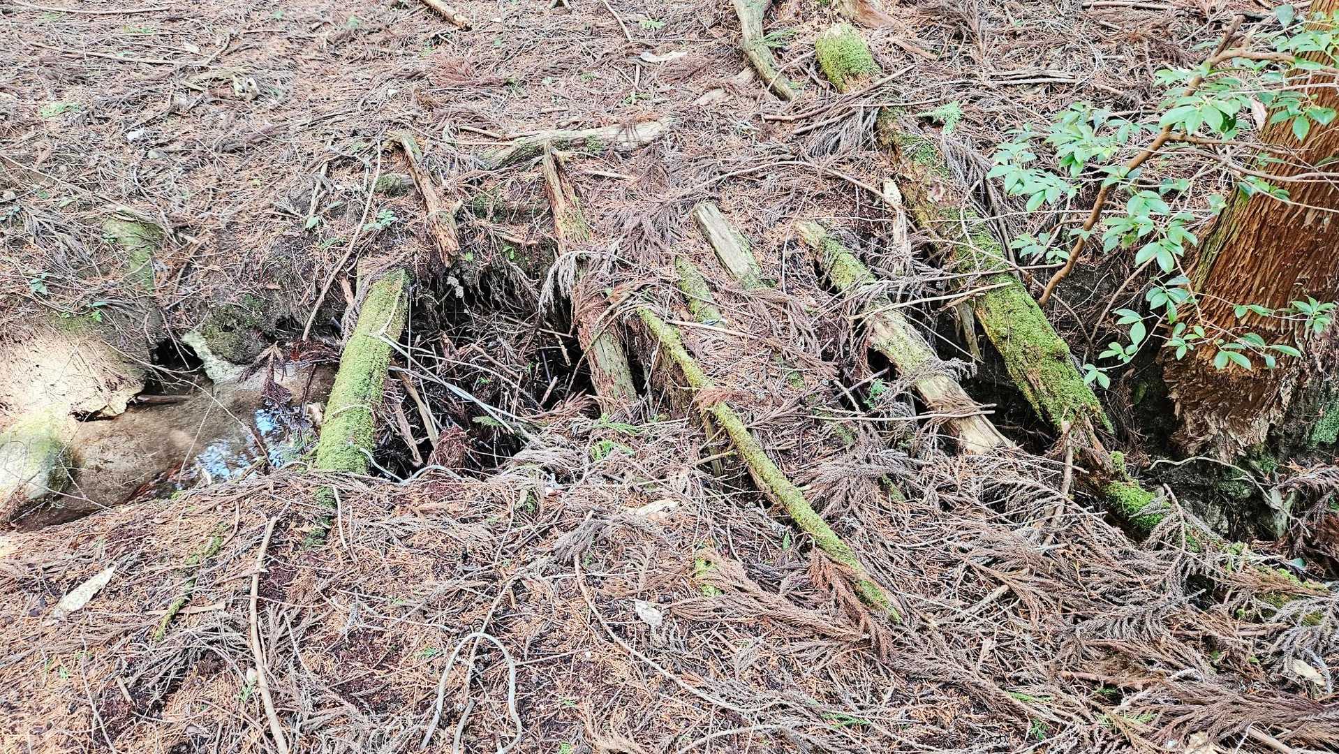 此はヤバイ、飛び越えました❗