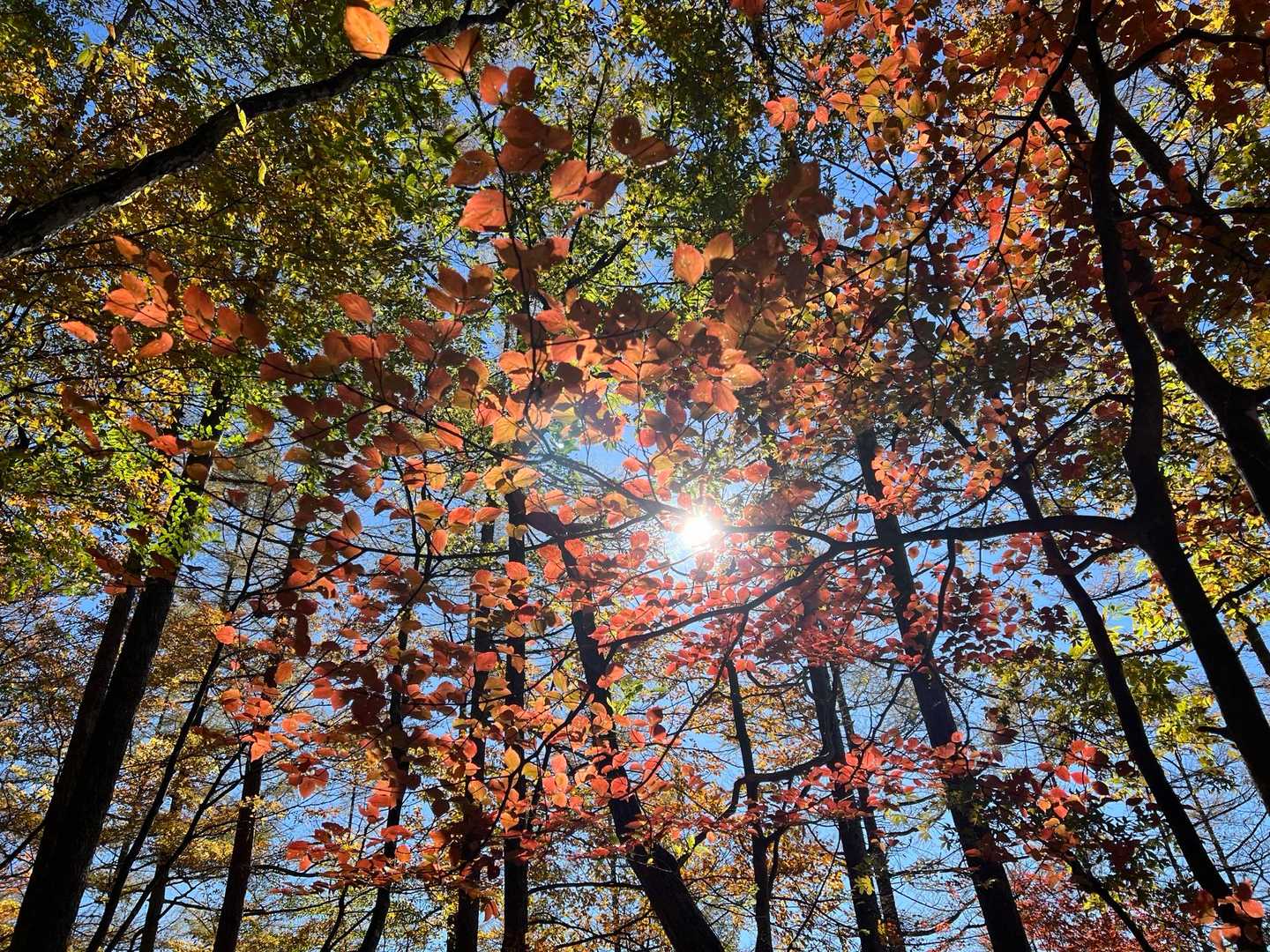 鶴峠-奈良倉山-松姫峠-鶴寝山-大マテイ山 縦走コースの写真