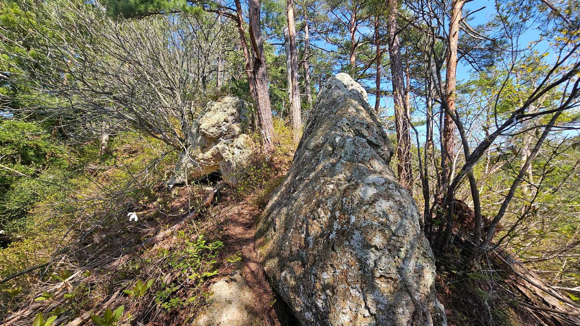 たいがい🪨があると開けてる🙌
登山道もしっかり出てきました💓