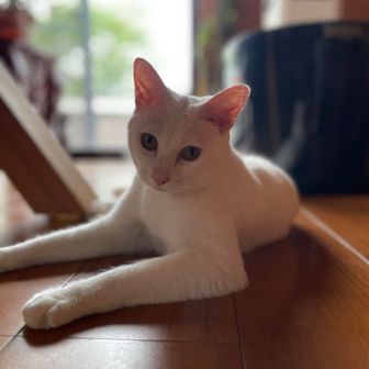 たまきょん
