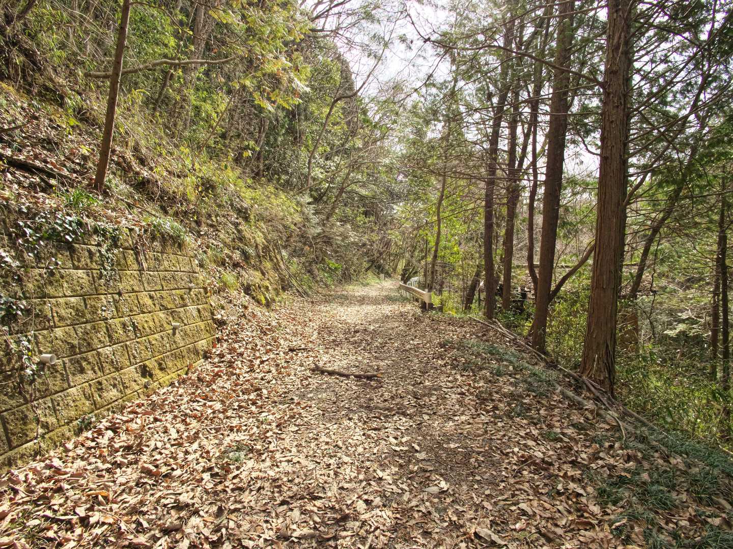 細い山道から林道に変わります