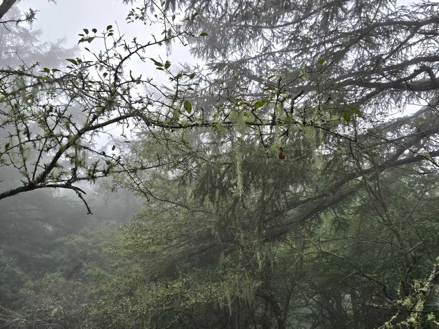 甘利山 | 駐車場から20分ほどで富士山の絶景へ。ツツジ群落も魅力の花の名山の写真