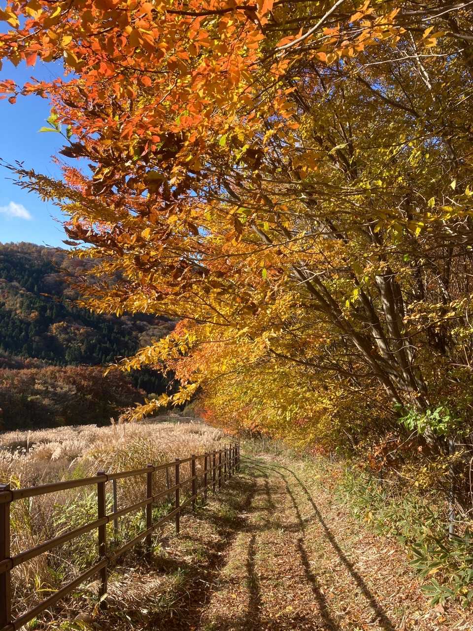 🍁
