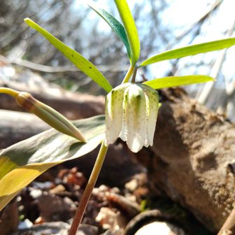 コシノコバイモ