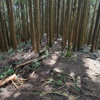 下りは細尾谷隣の馬の背尾根を下ります。