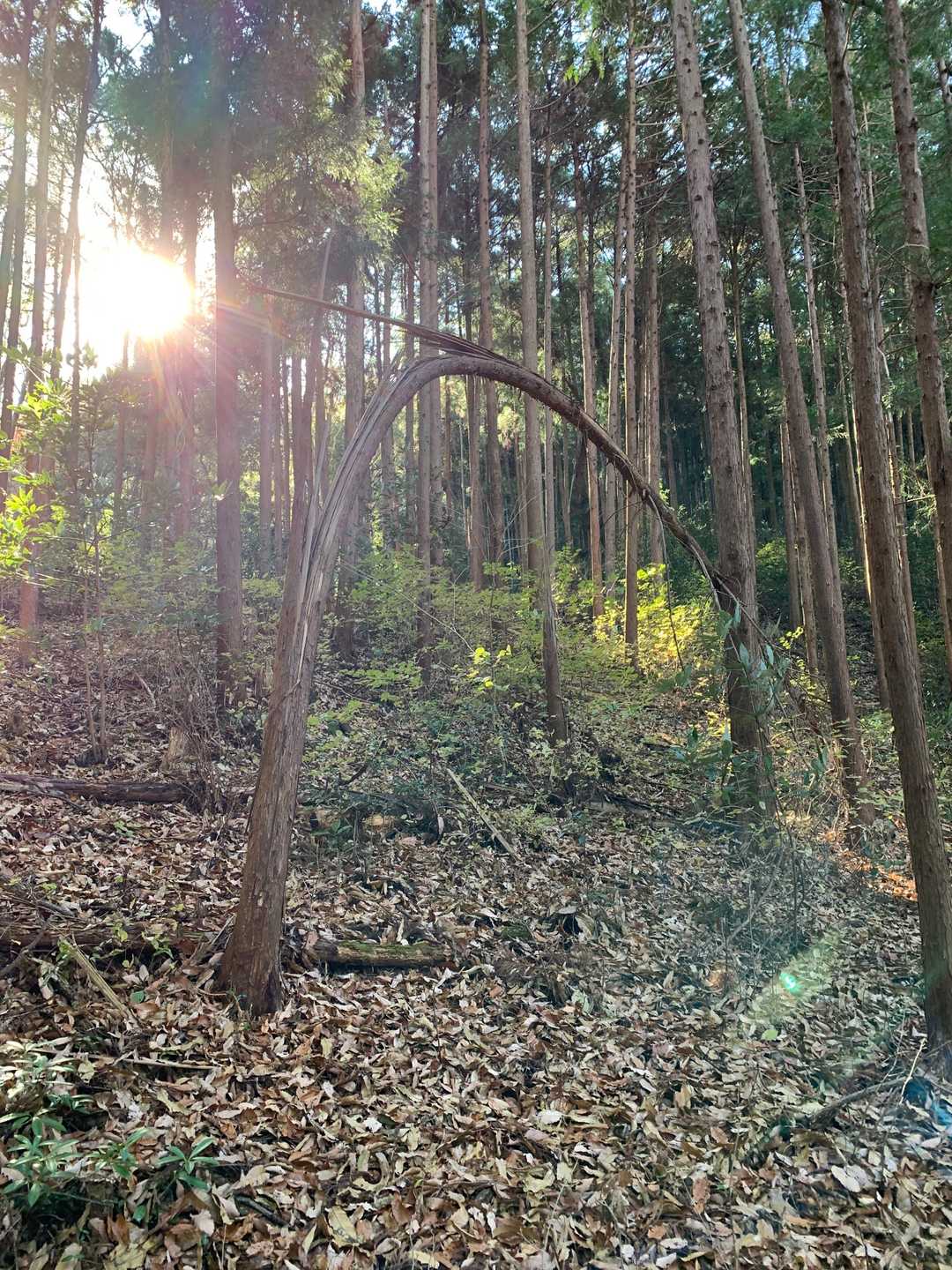 しなる木