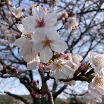いい天気☀️🌸綺麗
