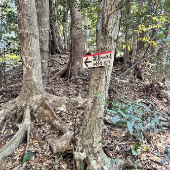 寄り道したかった