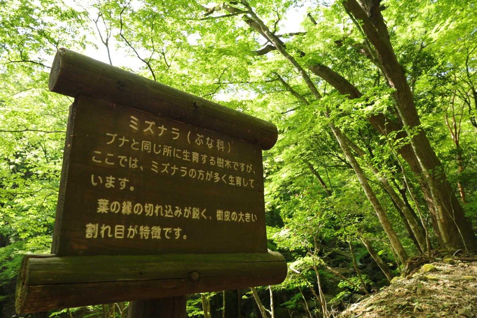 朝からフィトンチッドが爆盛りね🌿