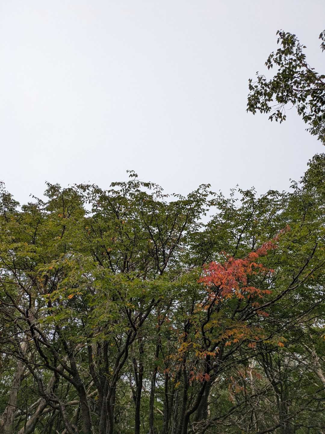 ガイドさんによると
例年より1週間早く紅葉が始まっていると🍁