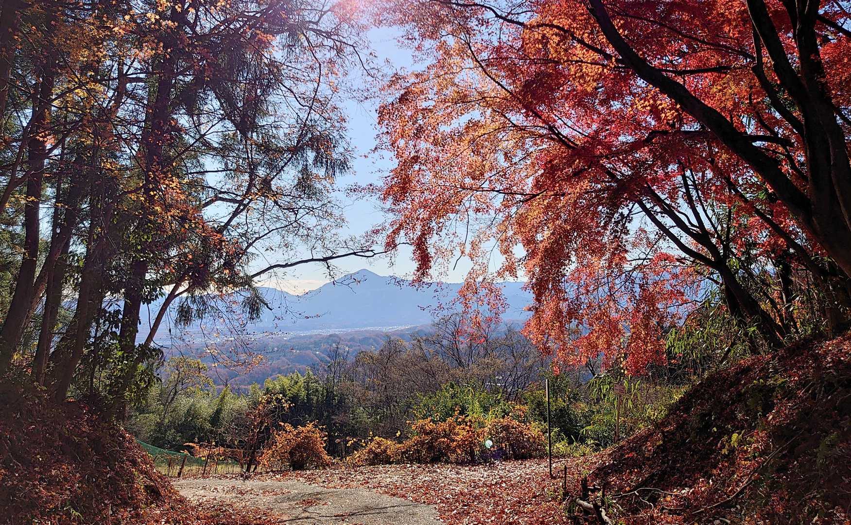 正面に武甲山
舗装道が長いけど、紅葉楽しめました
