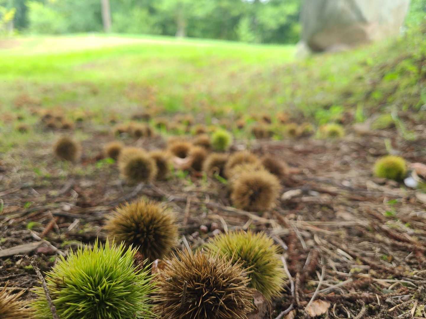 もう秋ですね🍁🍂
栗きんとん食べたい🌰