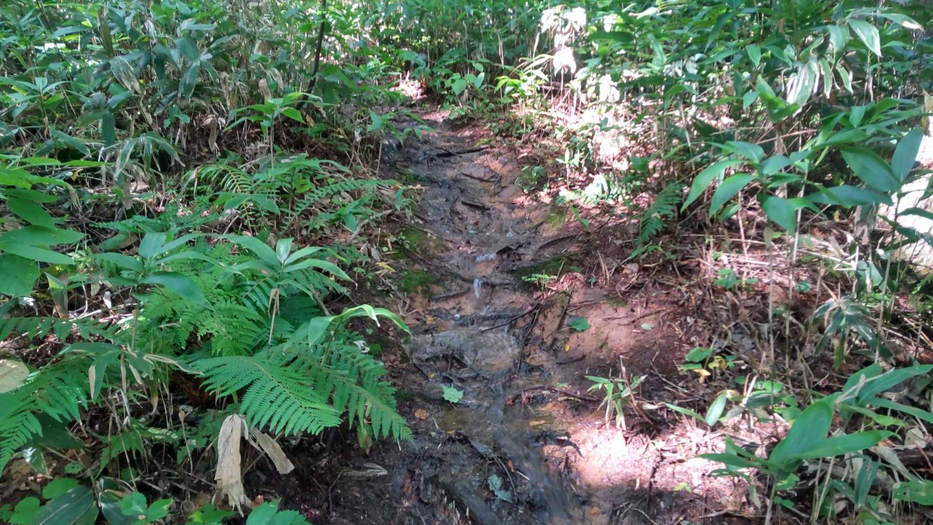 赤岩山へ行く登山道がグチャ泥