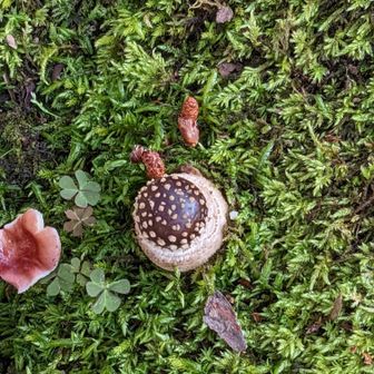 石川きのこびと見習い