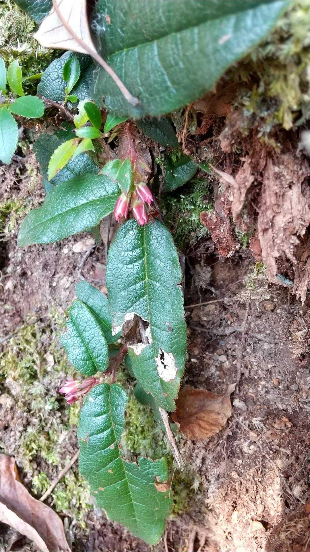 じゅんちゃんが 珍しい花
て言ってた
