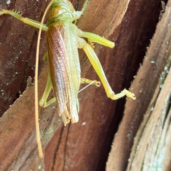 登山道でキリギリスの仲間を発見🦗
長〜い触角が立派！