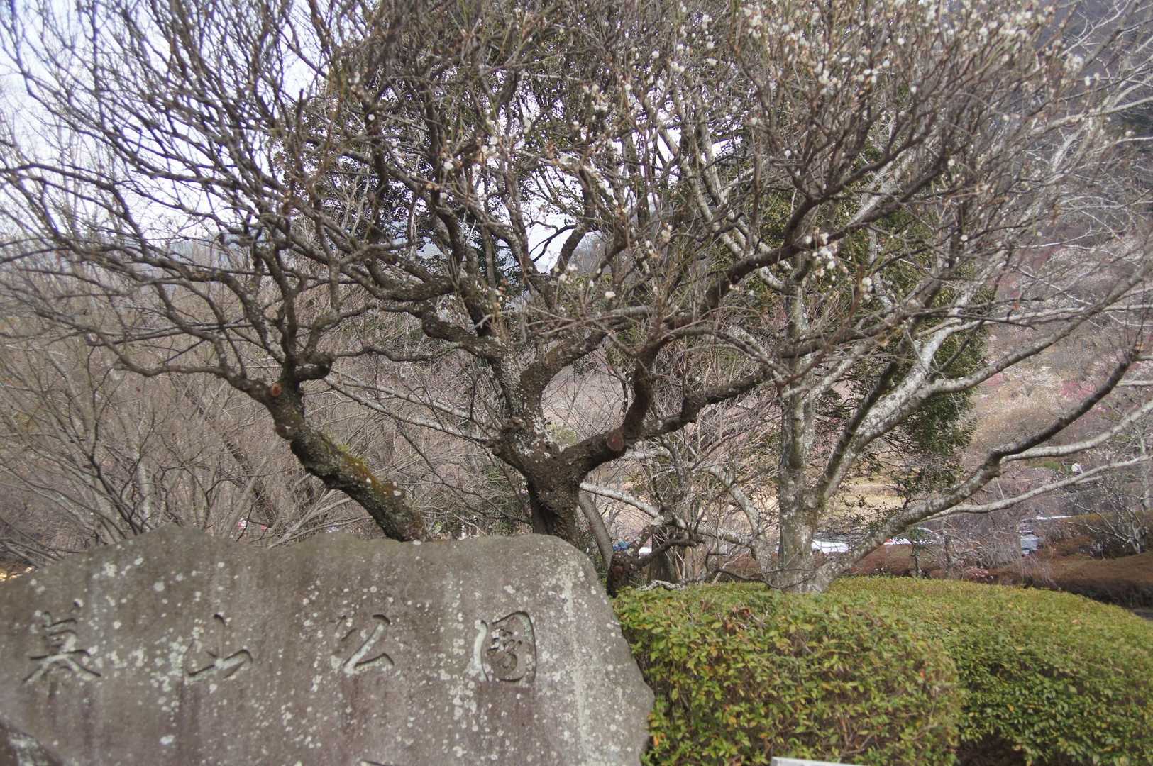 幕山公園🏞️
梅の花を楽しんだ後、幕山へ登りま〜す✌️
帰りも梅の花愛でて、メジロ🦜探しまーす😄