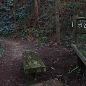 DAY3スタート

紀伊見荘から紀見峠までは長い登りの坂道
この日の大阪の最高気温は27℃

峠に着く頃にはすでに汗だく

紀見峠から登山道に入るも、やはり歩きやすいので、暗いのに緊張感なく歩く