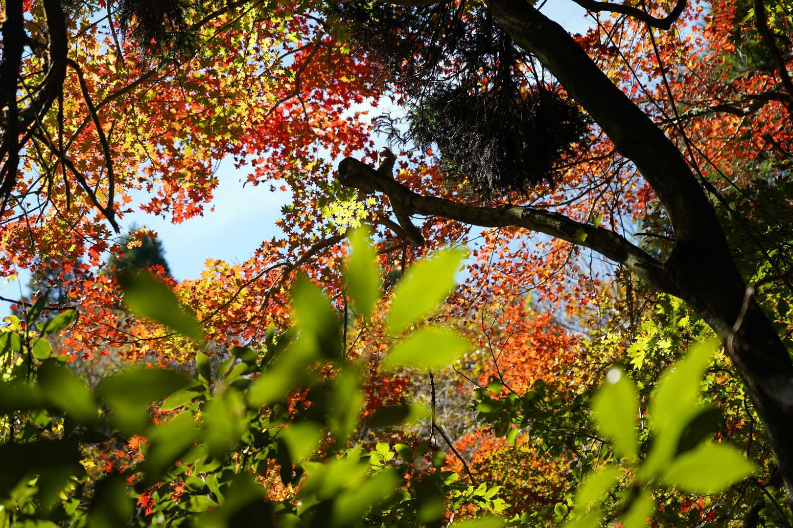 蛤岳 往復コースの写真