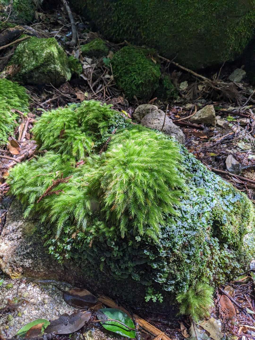このモフモフ感、伝わりますか？
