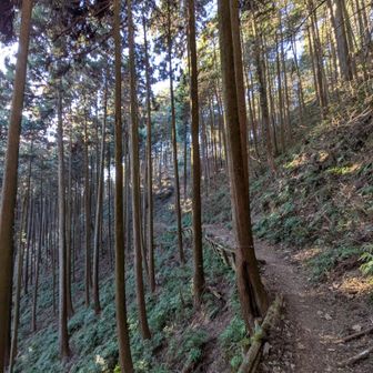 奥多摩っぽい杉林