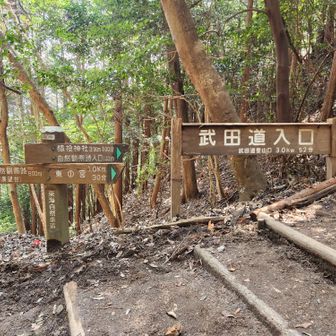 車道から武田道入り口へ行き、下山！