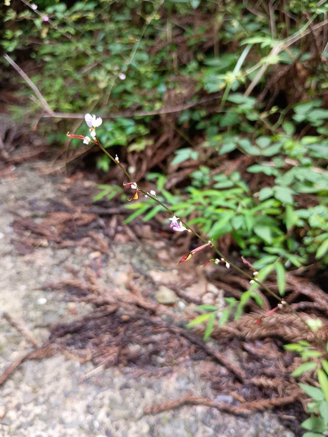 ミズヒキ