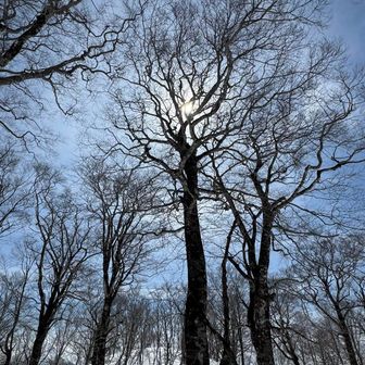 大ブナ、原生林