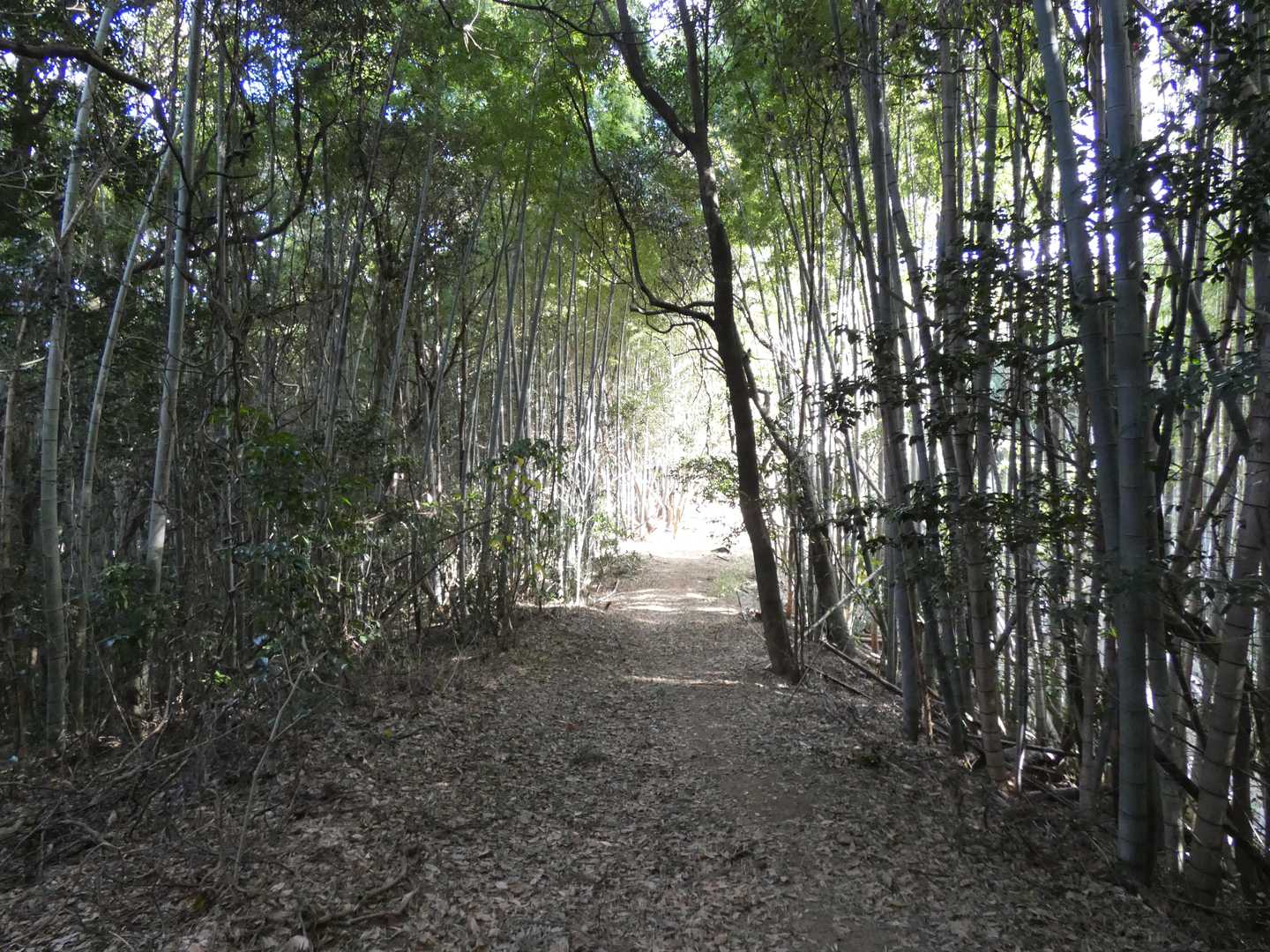 🙂竹林を通過