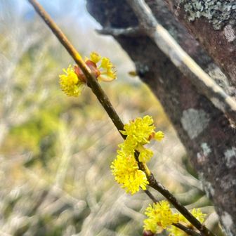 ダンコウバイ？
ここでしか見れなかった。