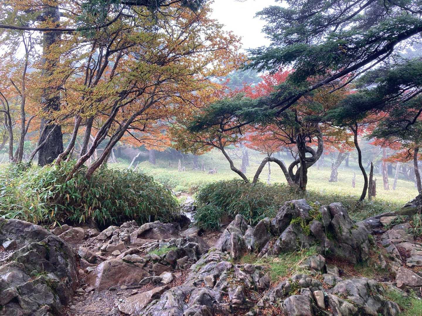 大台ヶ原バス停-大台ヶ原山-尾鷲辻 周回コースの写真
