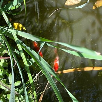 ２匹の金魚、久しぶりに出会いました