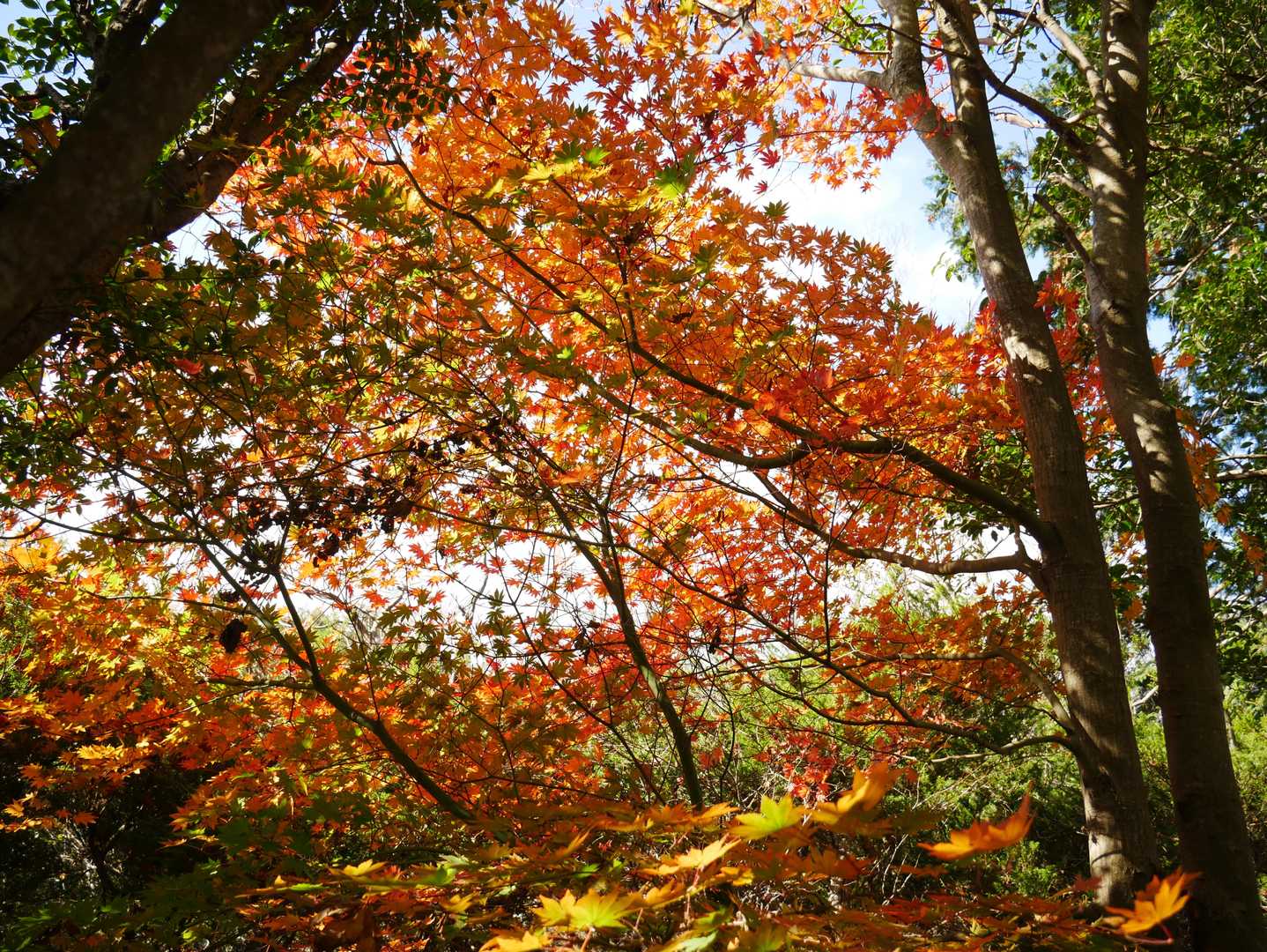 古市駅-白髪岳-松尾山-音羽山-火とぼし山 縦走コースの写真