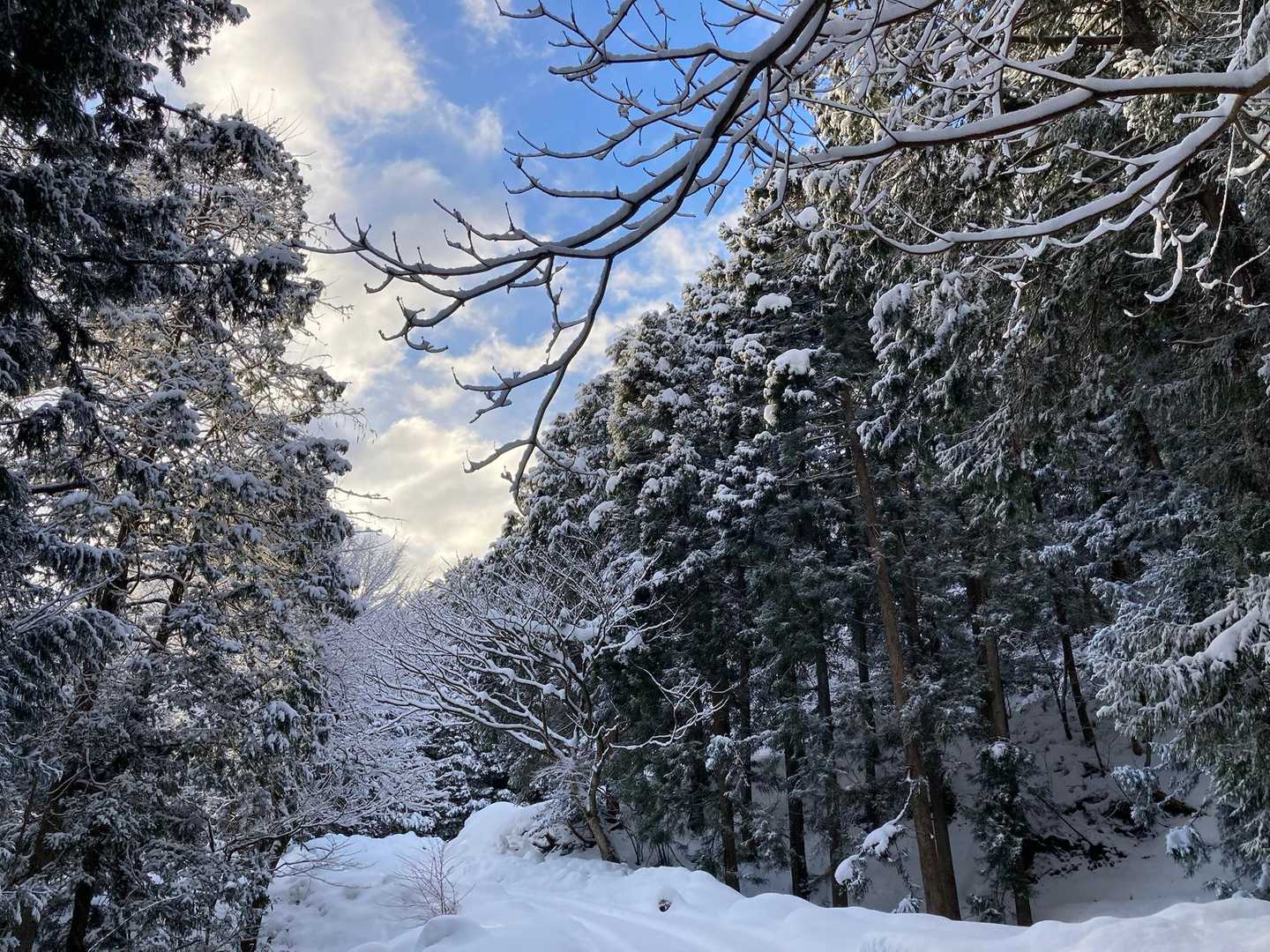 天狗の森公園登山口-飯盛山 往復コースの写真