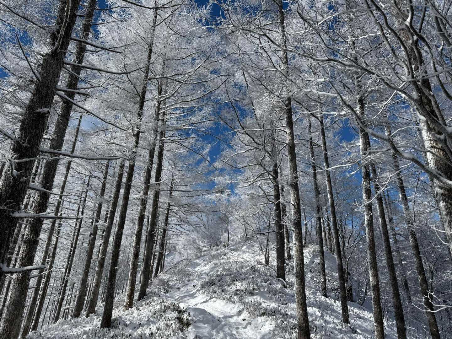 霧氷がとっても綺麗🤩