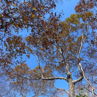 うぇーーーい♬*♪(ˊᗜˋو)و︎︎ﾉﾘﾉﾘﾀﾞｹｶﾝﾊﾞ🌳✨