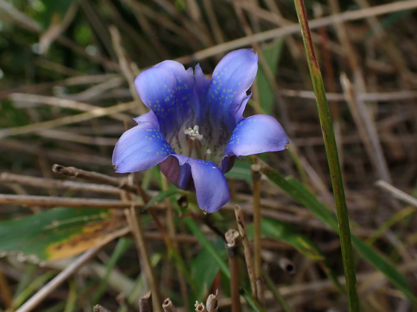 秋の花と言えば（自分調べ）
第一位のリンドウ