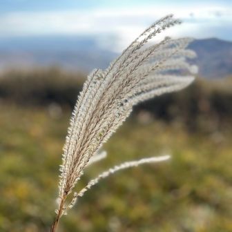 ススキ✨と海🌊