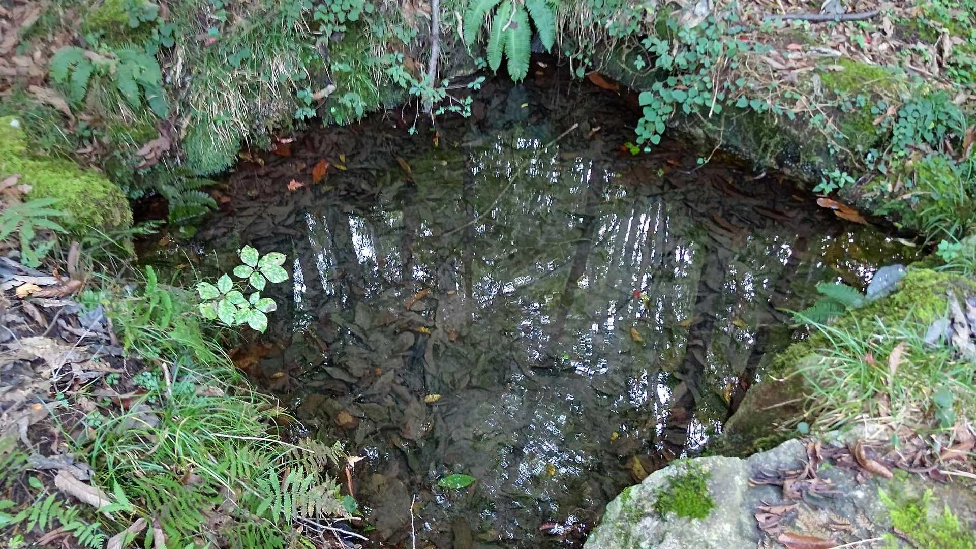 二ッ森山 周回コースの写真